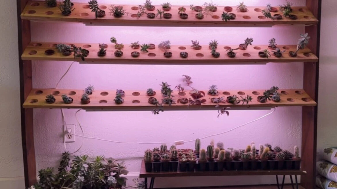 Best plants for neglectful owners