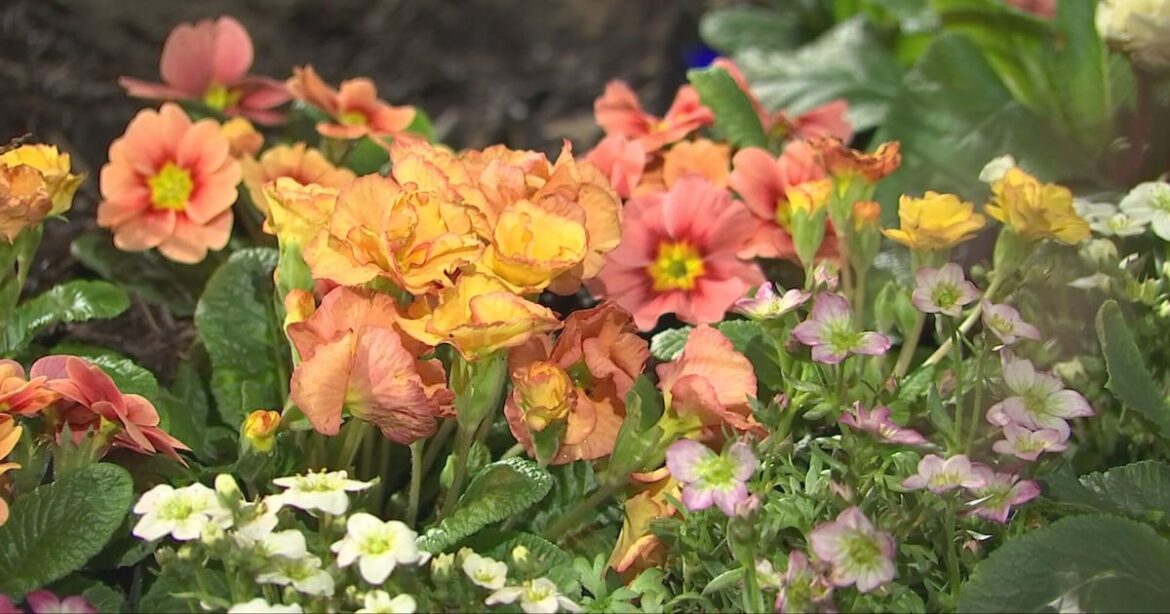 Seattle welcomes annual Northwest Flower and Garden Festival – KIRO 7 News Seattle
