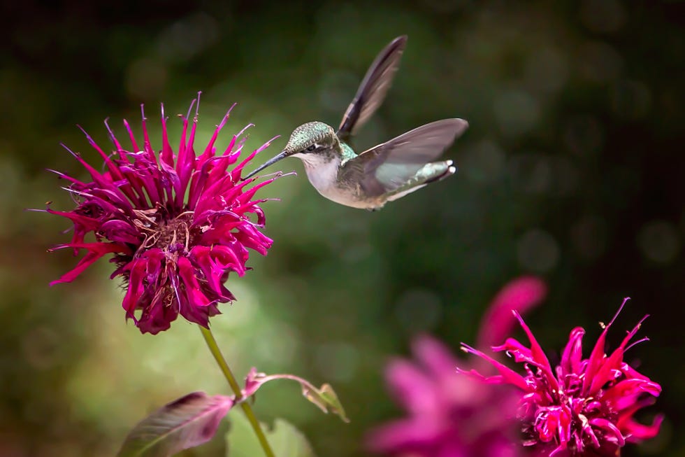 how to create a pollinator garden bee balm
