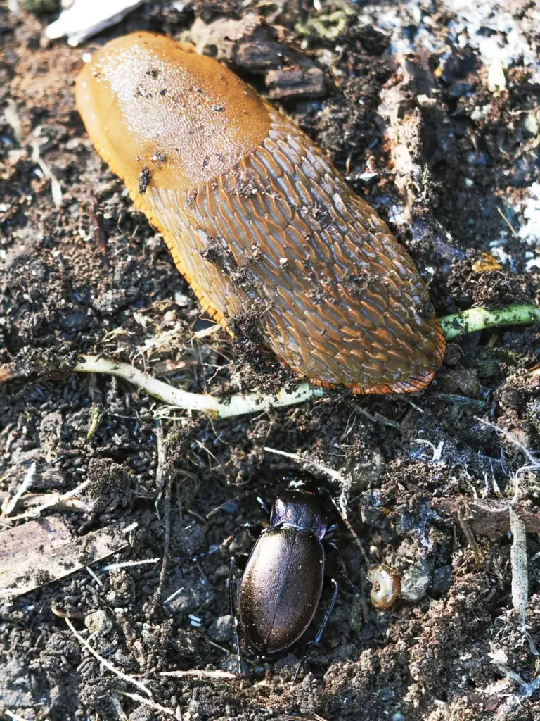 Gardening Undercover