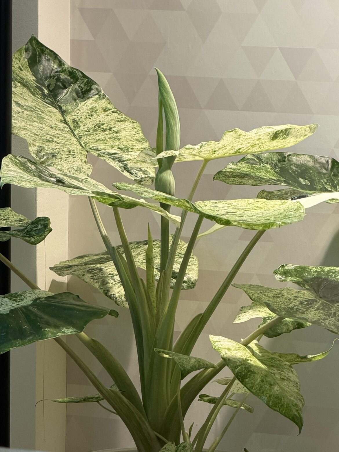 Odora Batik inflos…