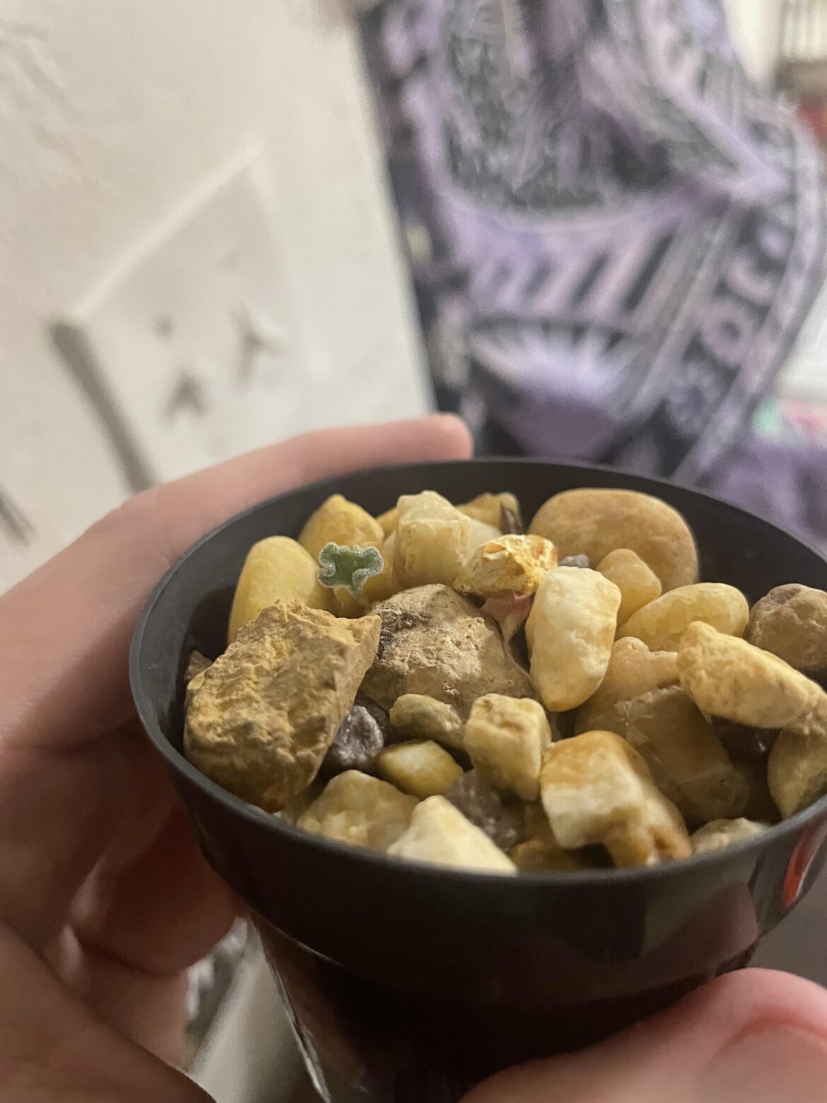 Eriospermum titanopsoides