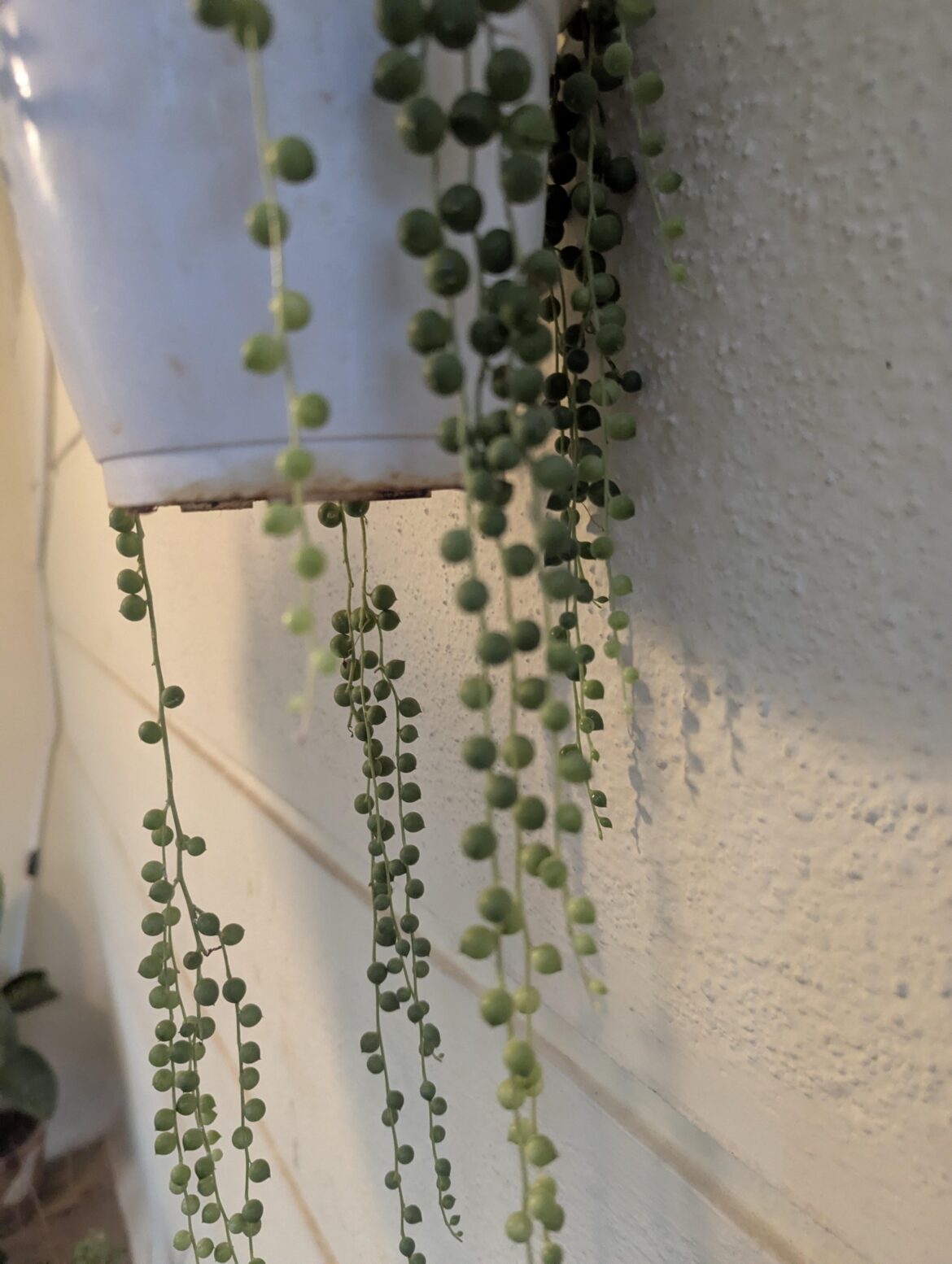Does My String of pearls need a repot