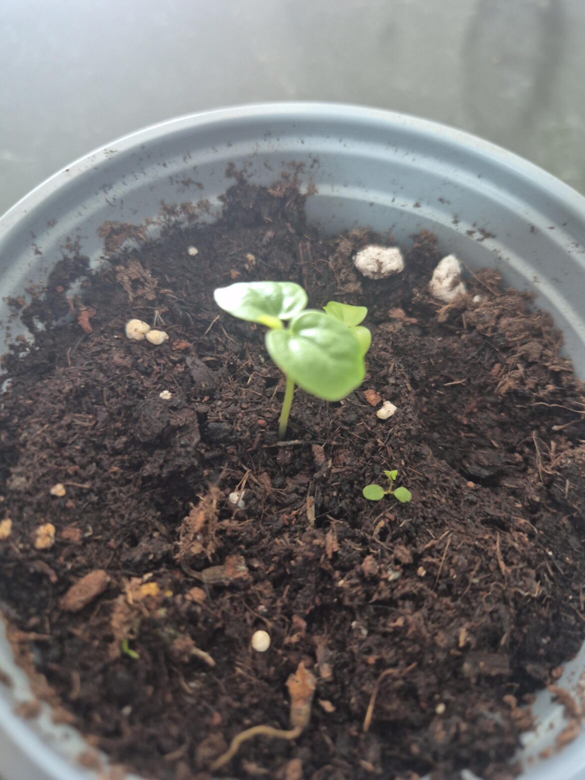 Always dreamed of building a passionfruit wall and I actually got two growing! Would love some tips on how to keep growing them in the best way possible