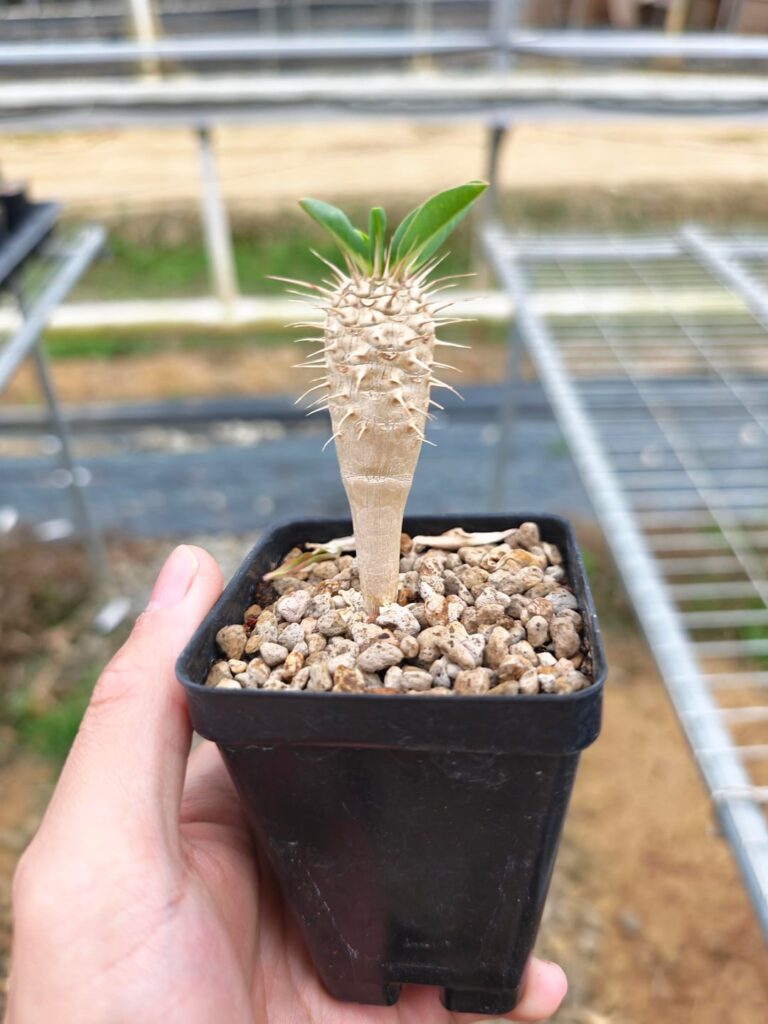 Looking forward to seeing Euphorbia guillauminiana grow up!