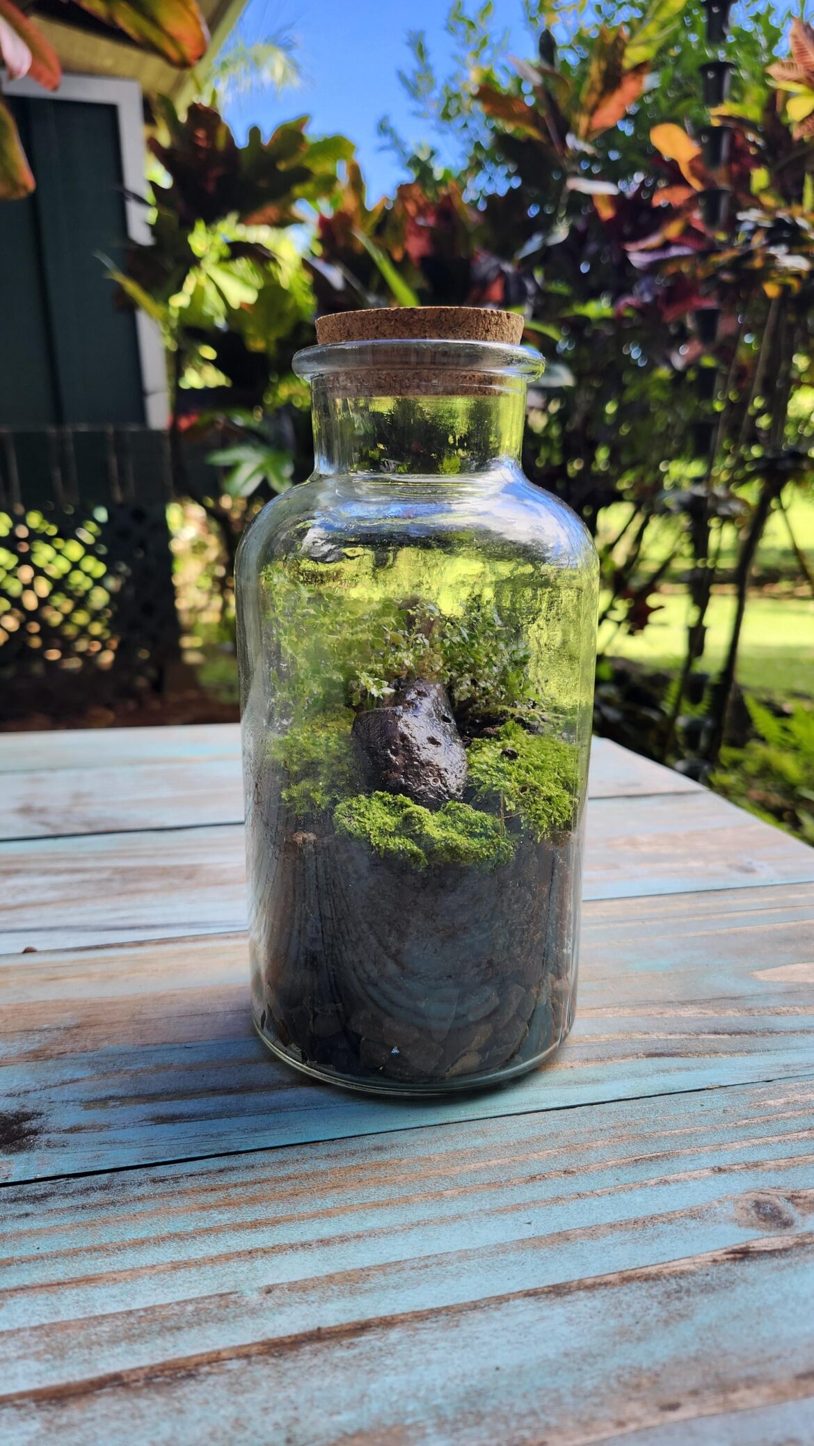 My first terrarium