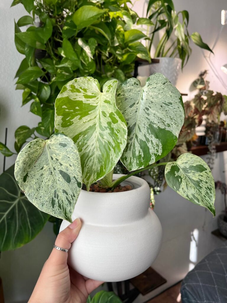 Newest leaves on a few of my Monsteras