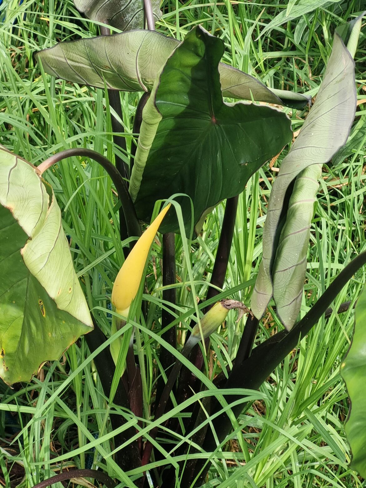 One of our Colocasia is flowering.