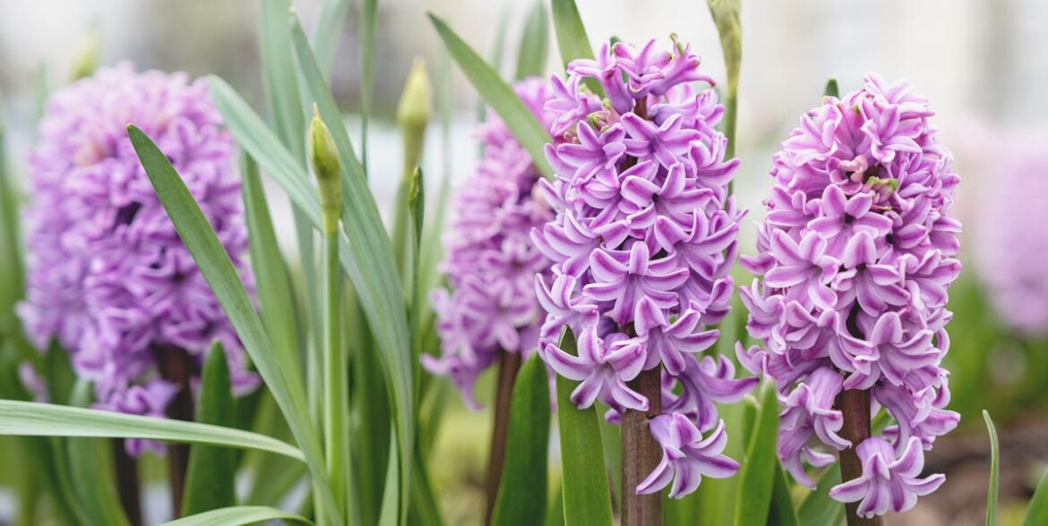 What To Sow, Plant, Prune And Prepare Now What To Sow, Plant, Prune And Prepare Now