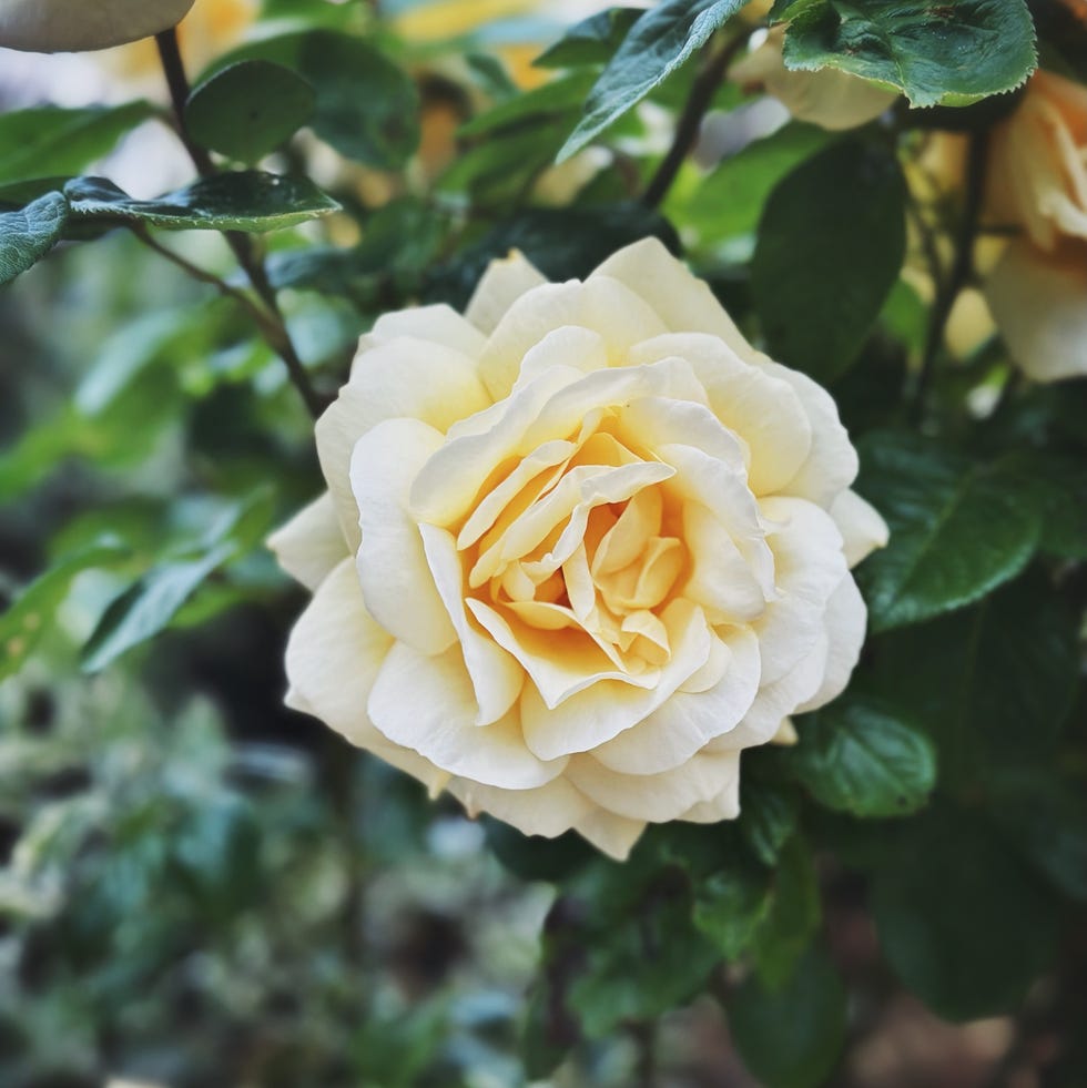 hybrid tea roses in full bloom