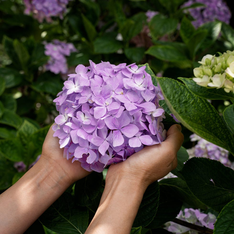 a pair of hands holding purple hydrangeas