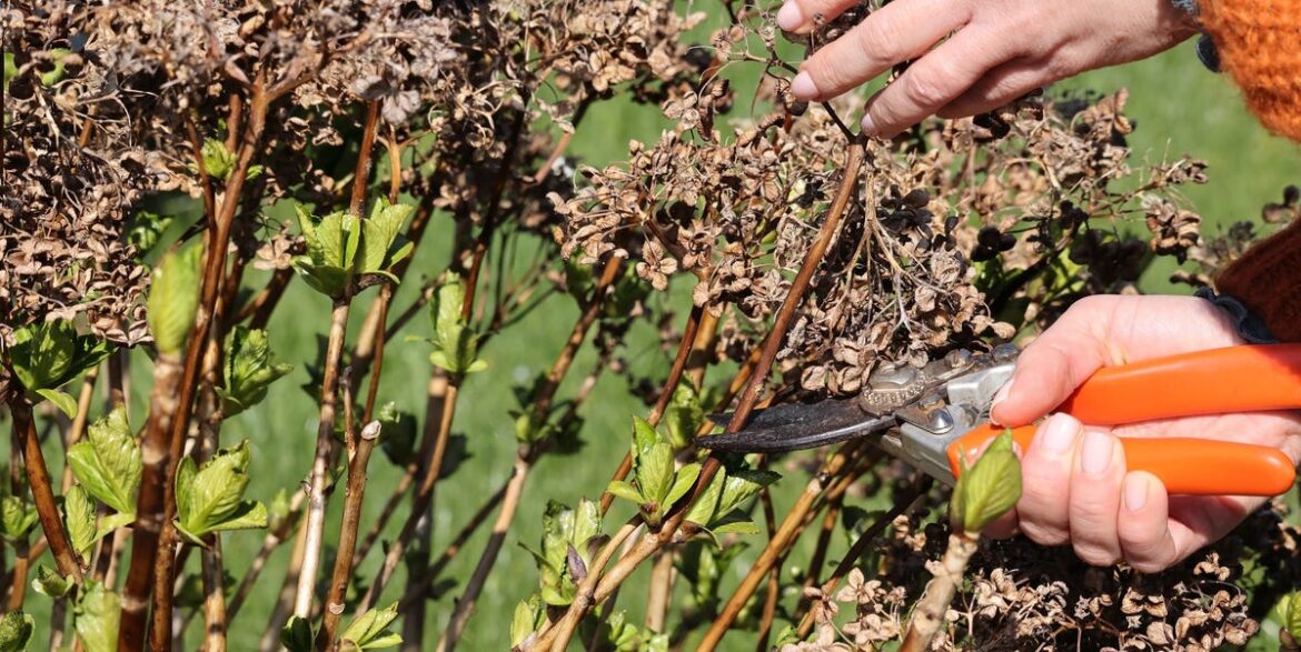 9 Essential Plants to Prune in March for a Garden That Thrives All Season