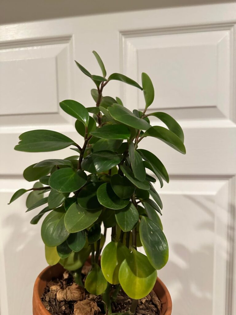 Gift from a friend. ID please