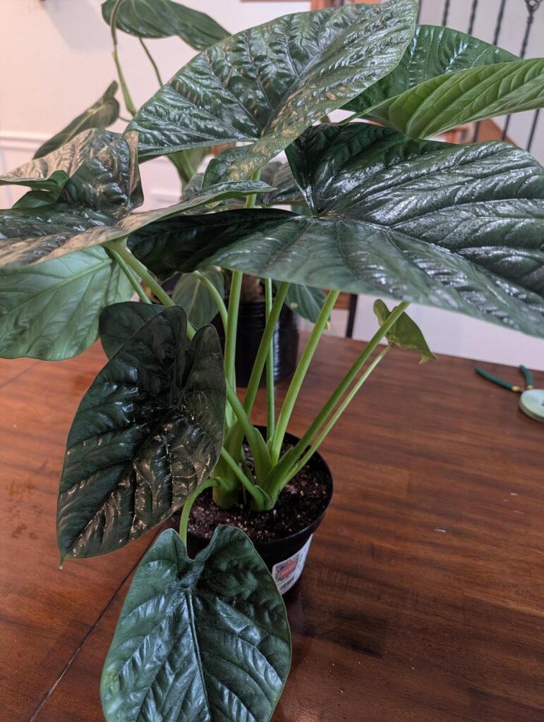 I spy with my little eye...