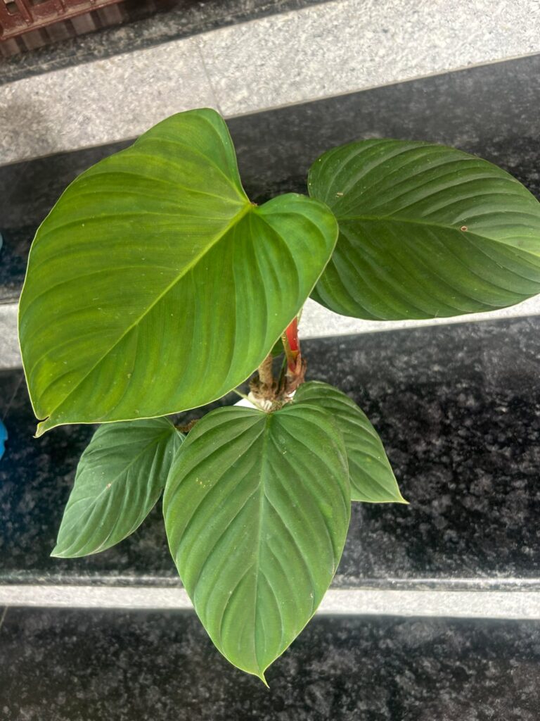 someone pls tell me the id