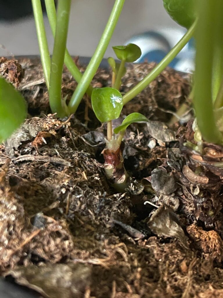 too many sprouts too many sprouts