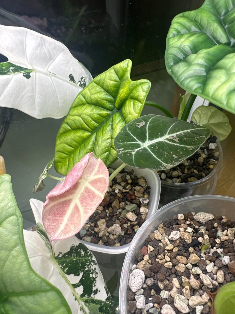 new leaves on my pink black velvets
