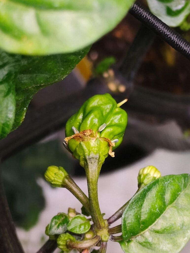 Kicking in high gear