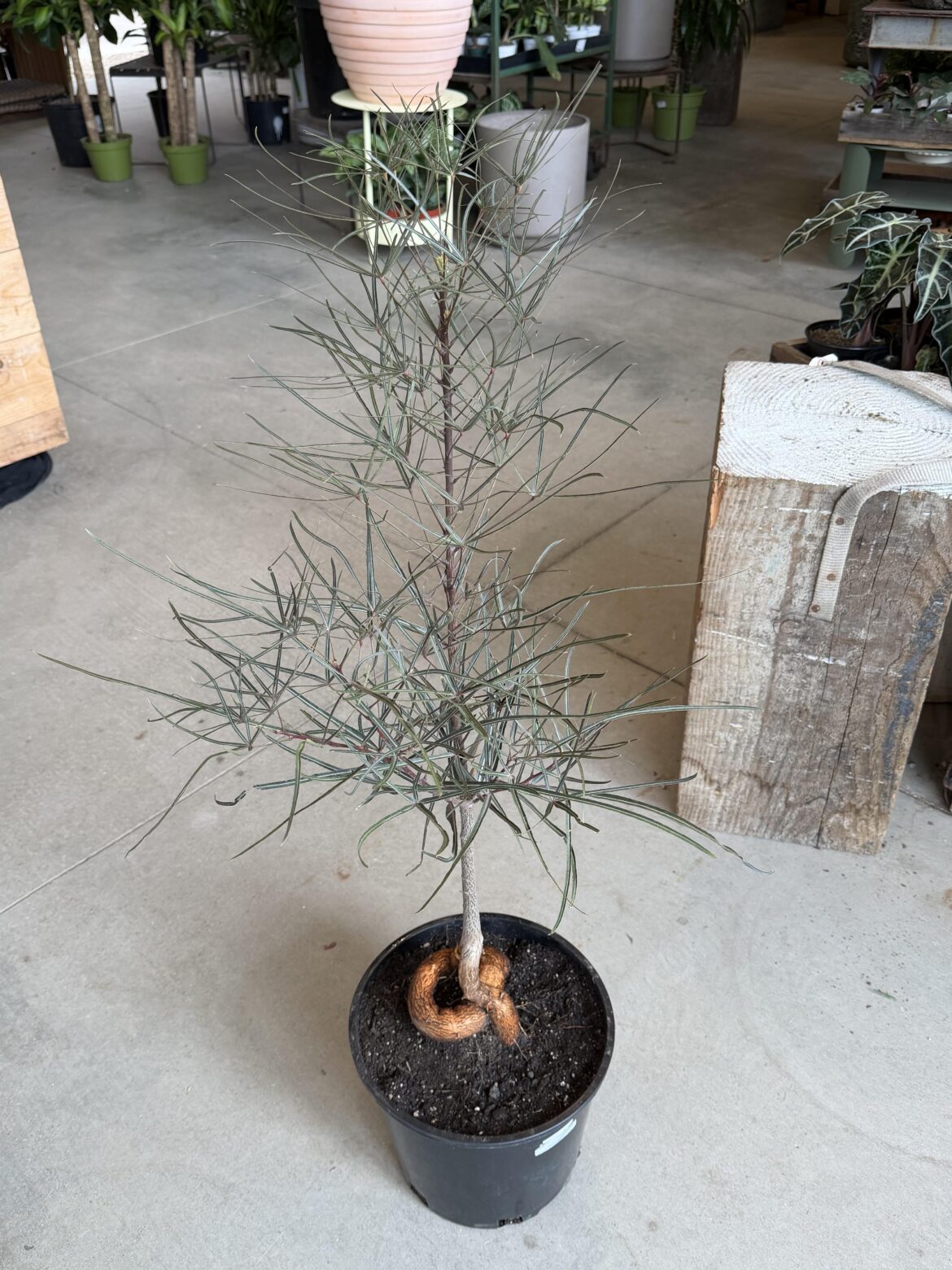 Brought this home with me today!