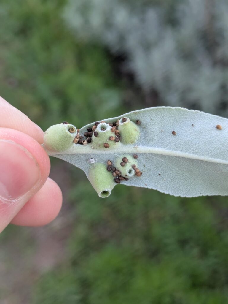 Anyone know what these are on this white sage in California?