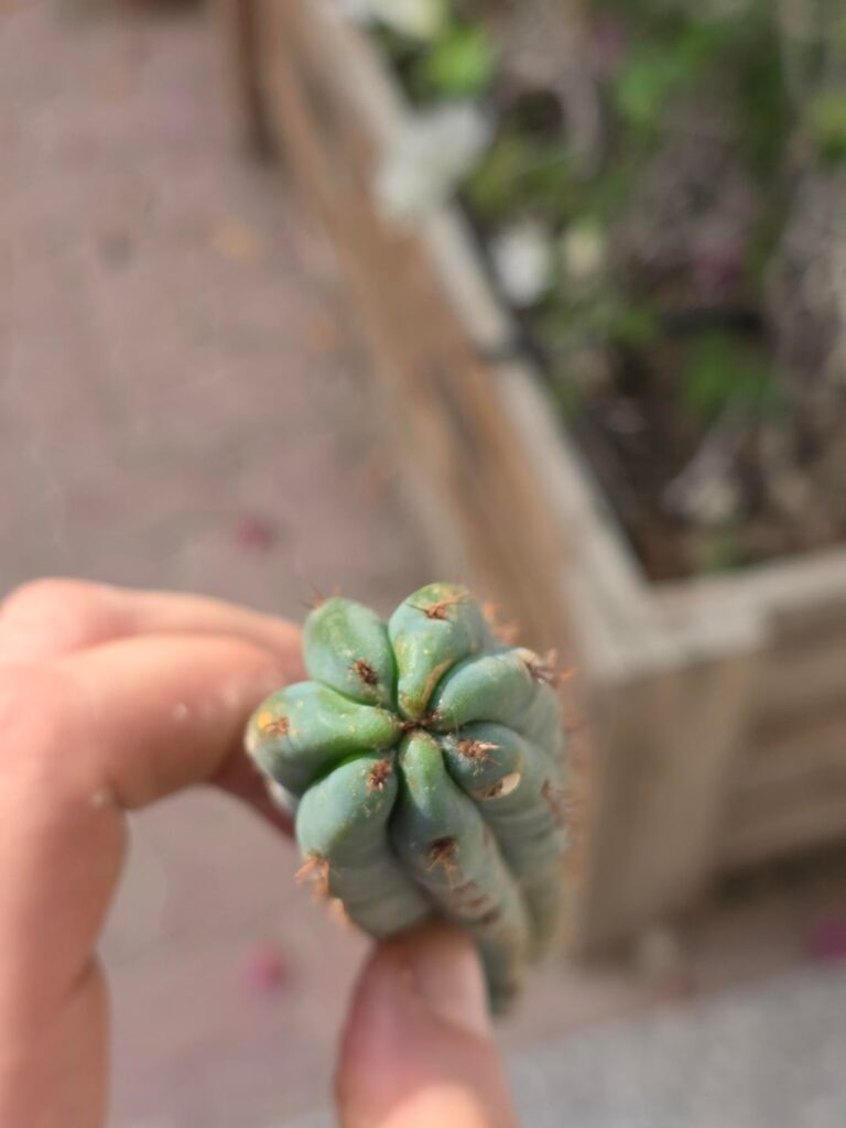 Advice on ID and planting this cutting