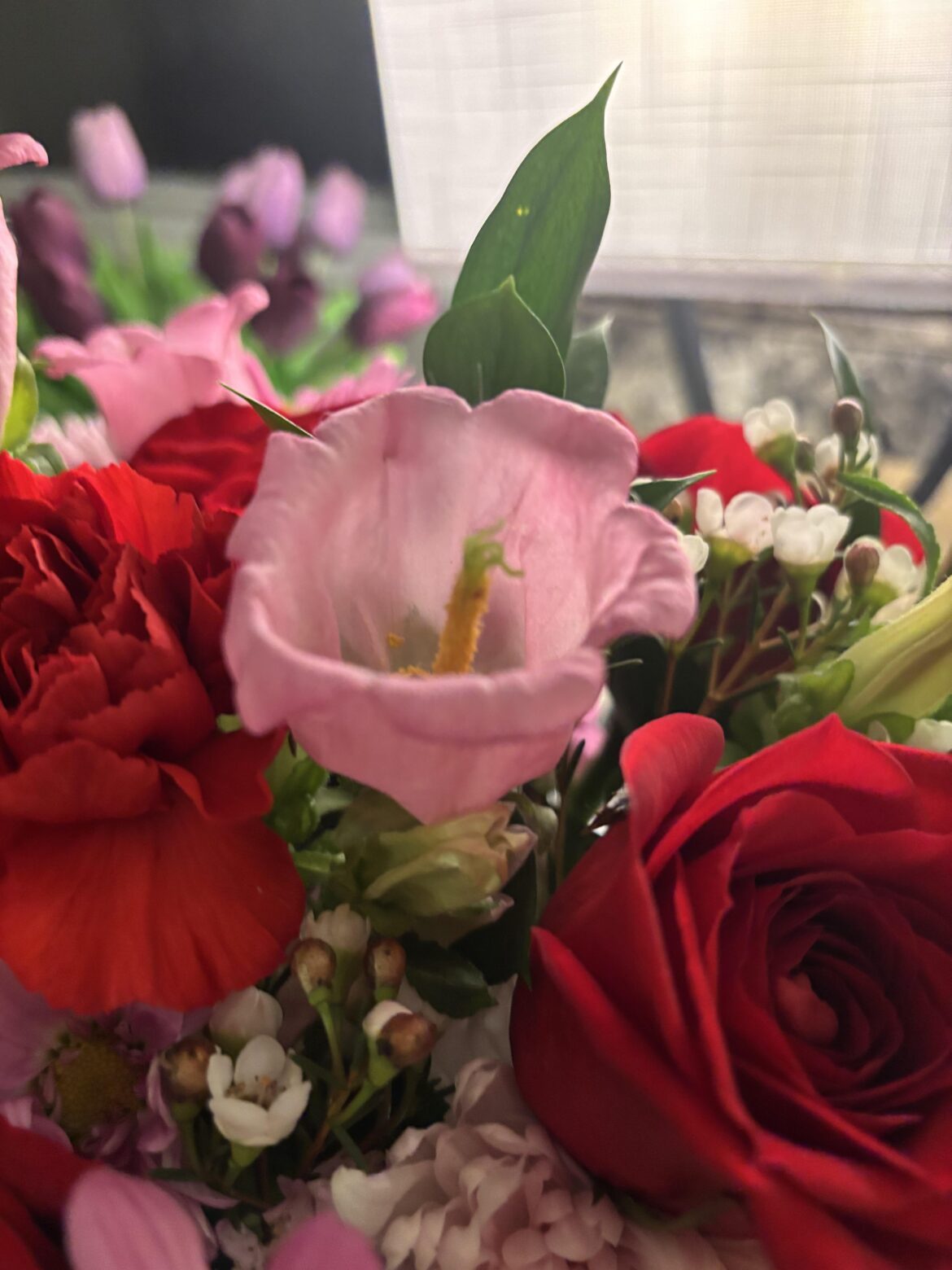 What is this flower…