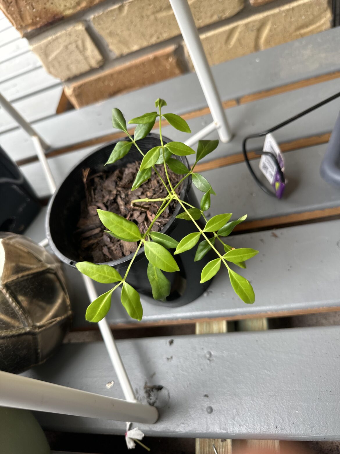 What’s this seedling?