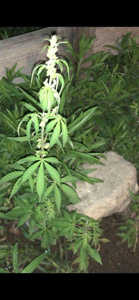 Is this a weed plant?