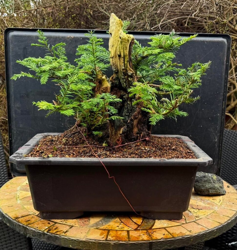 Coast redwood I collected 6 years ago I collected it with my father who’s no longer here I am so glad to get it out of a pond basket any advice on the way forward would be greatly appreciated.