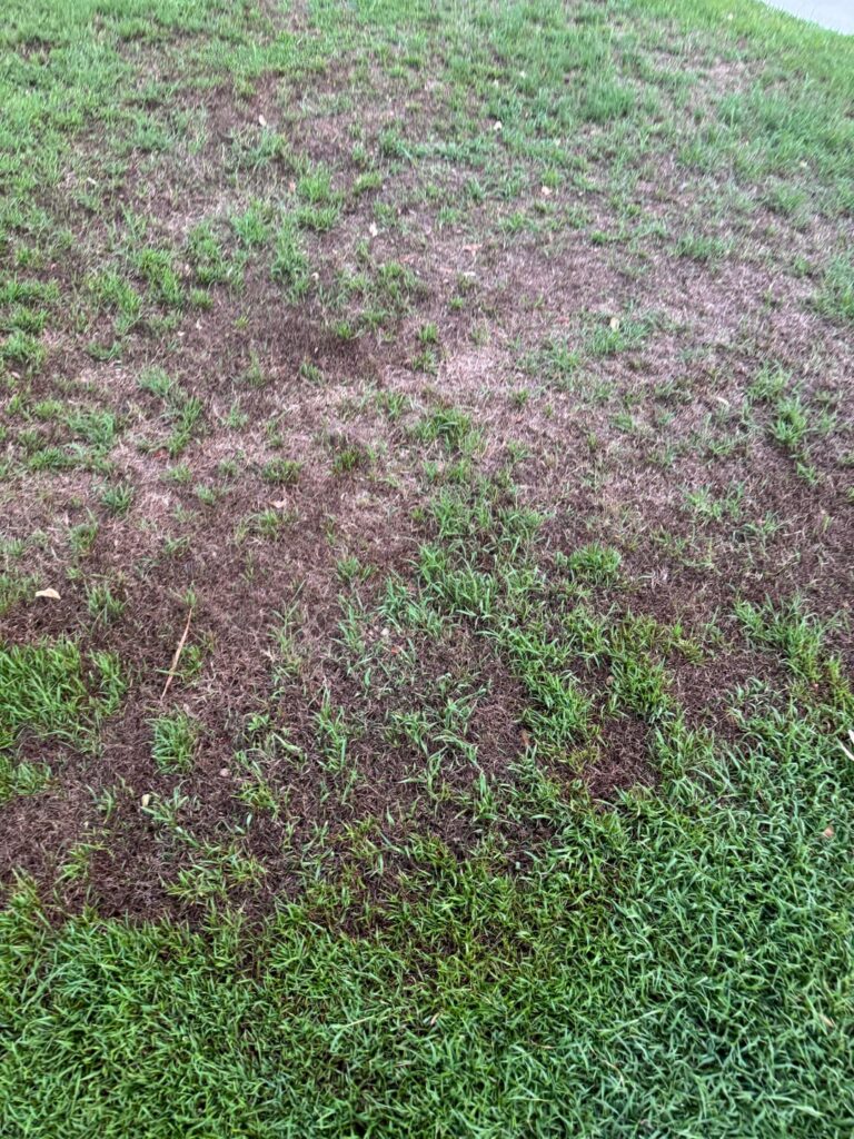 Lawn Beetle? Or Something Else.. Lawn Beetle? Or Something Else..