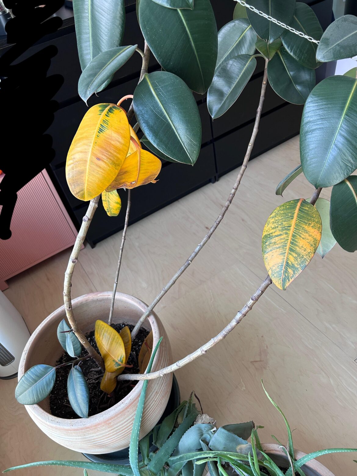 Rubber tree help?