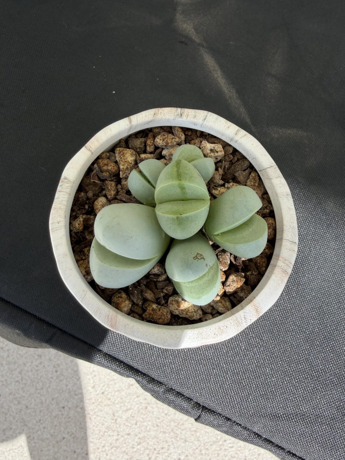 My fav plant in my collection
