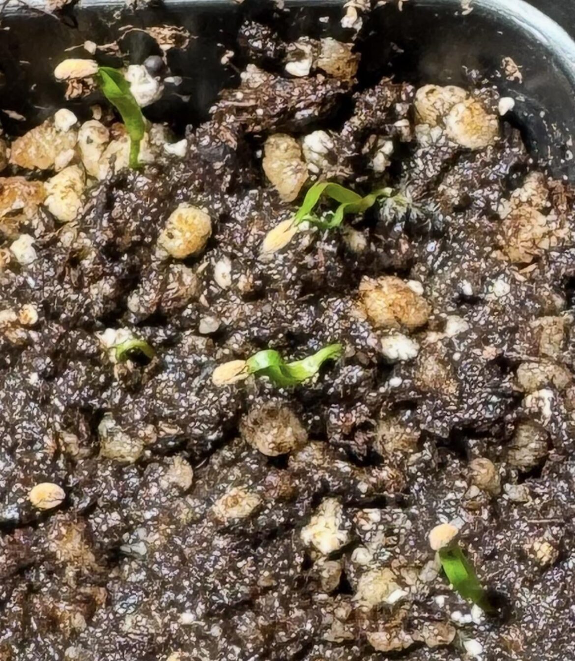 Sarracenia seedlings