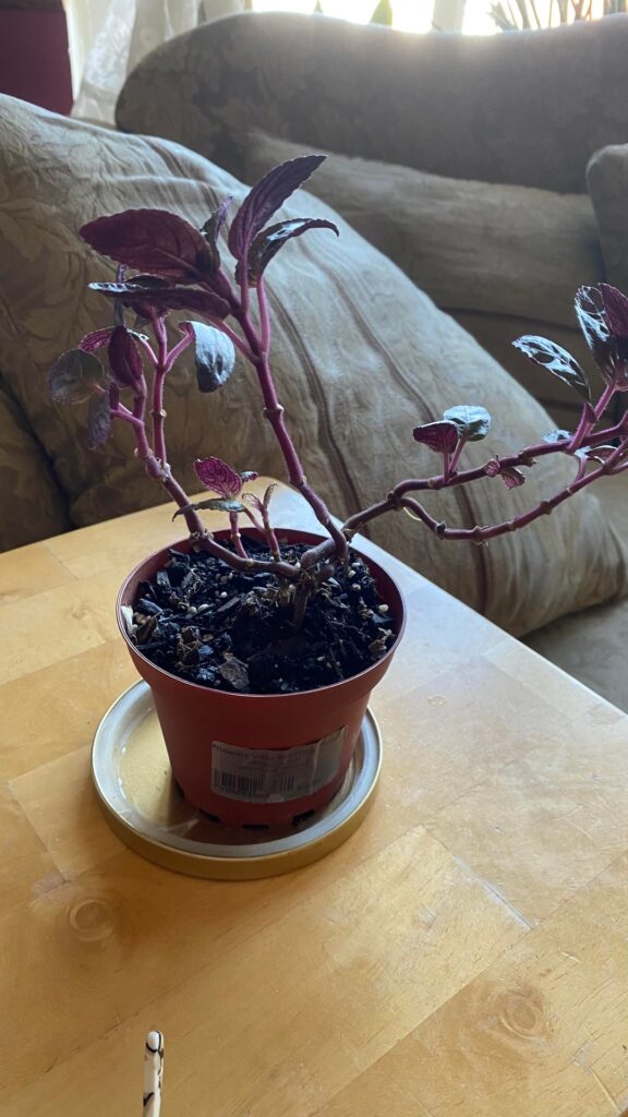 Can someone please tell me what this plant is and how to care for it?