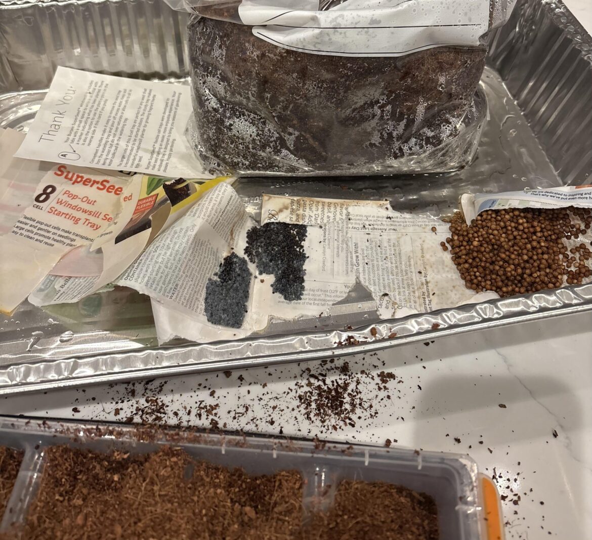 Help! Seeds left out in the rain???