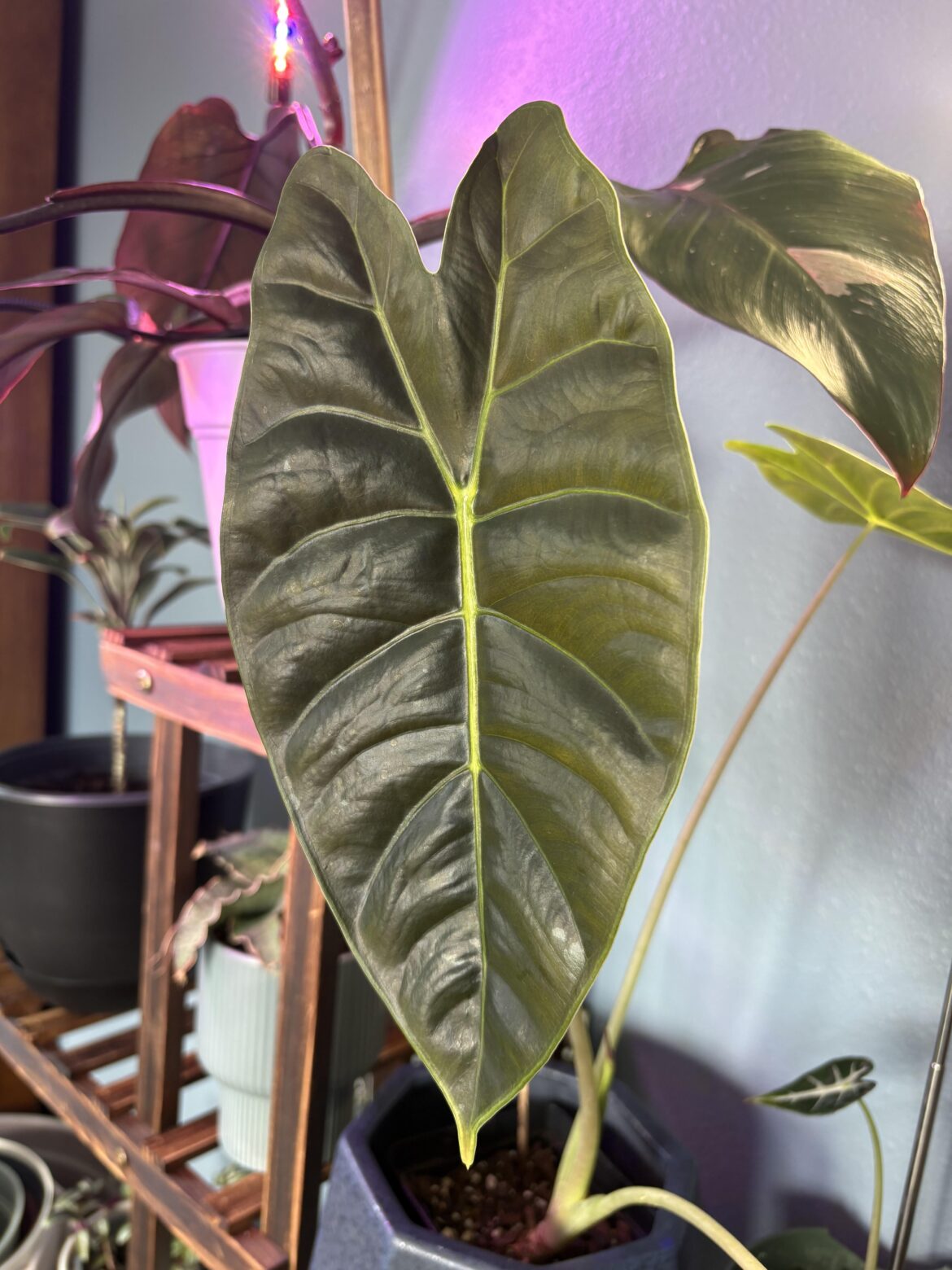 Alocasia ‘Red Secret’ ???