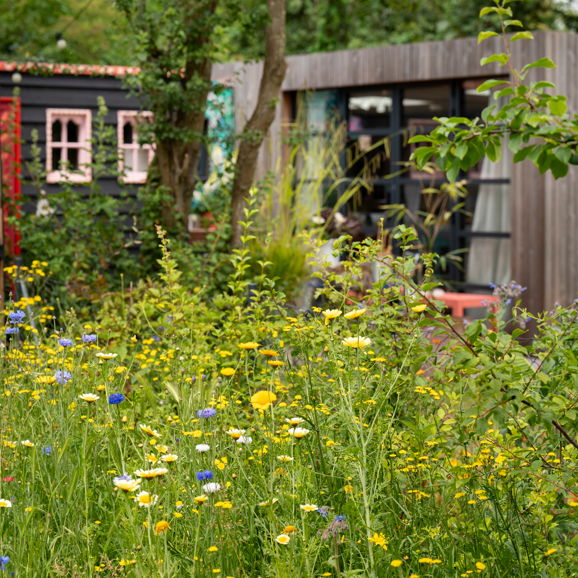 a wildflower meadow in a garden overlooking a painted shed