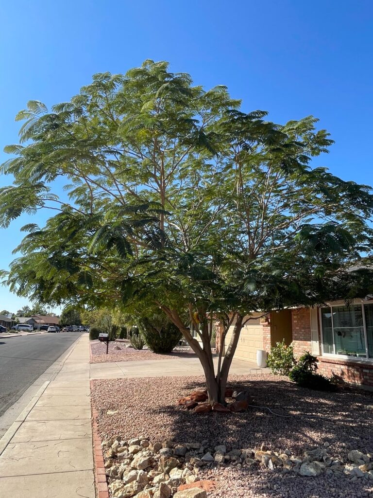 Help with tree ID in Arizona