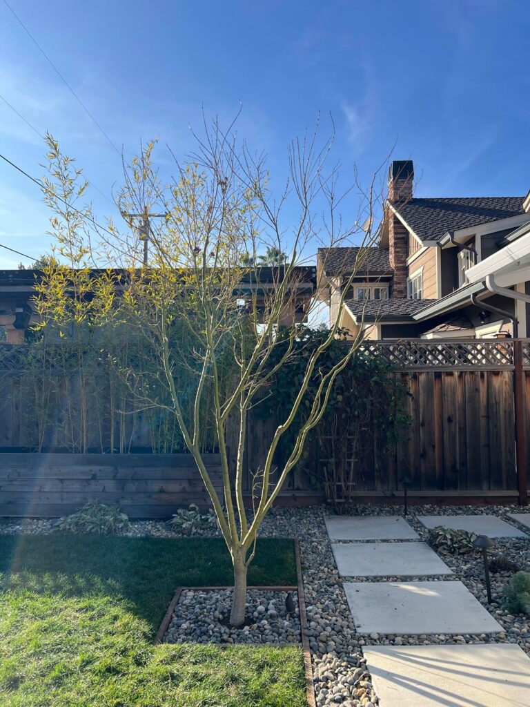 Did my maples get lion tailed?