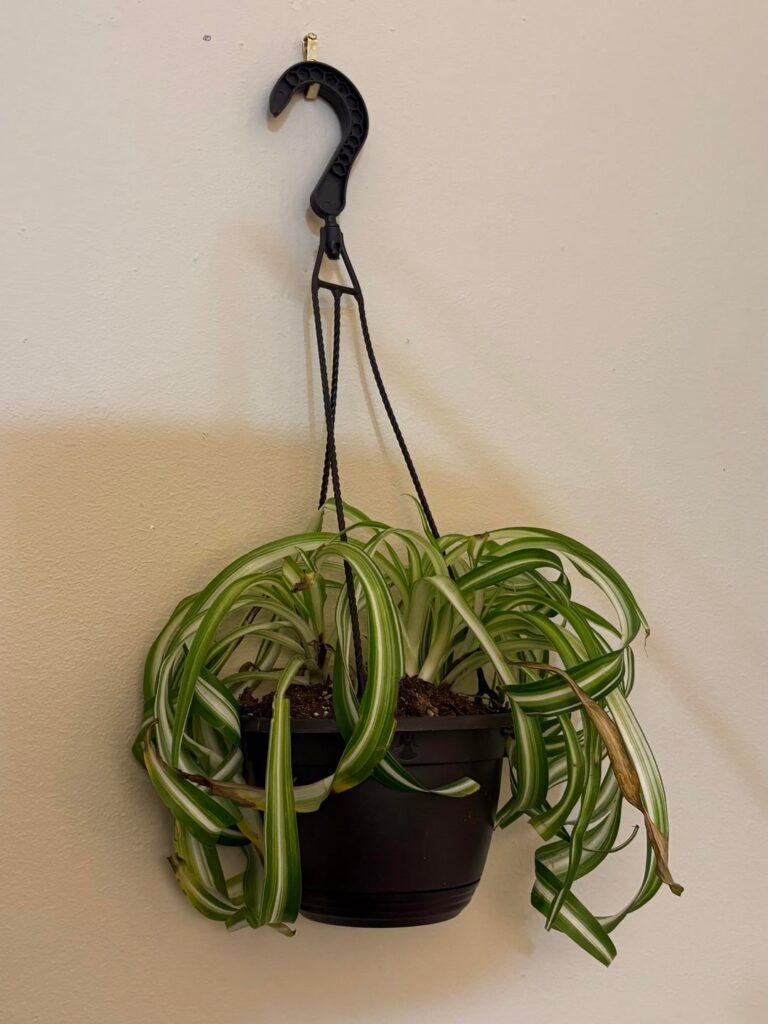 Why is my spider plant turning brown?