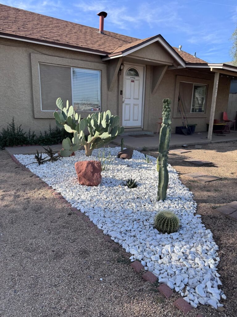 My cactus/succulent patch (WIP)
