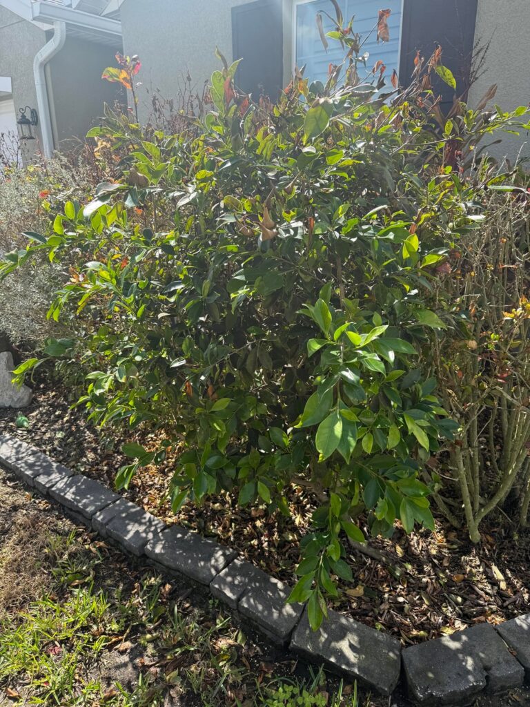 What is this plant?