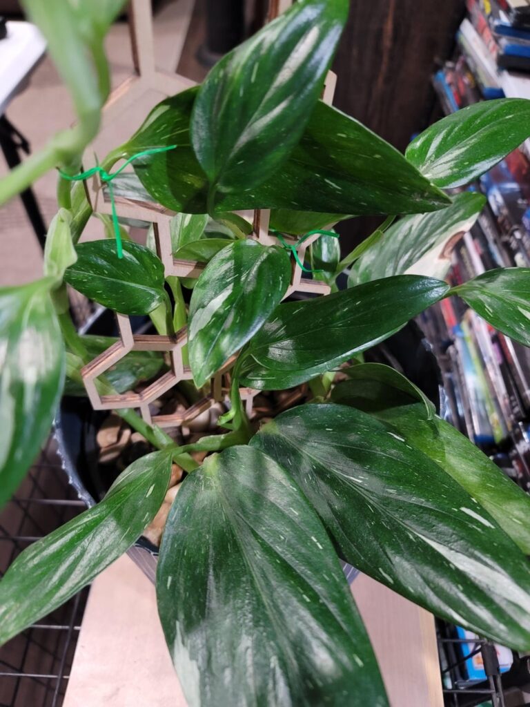 Brought back to life- 2 months