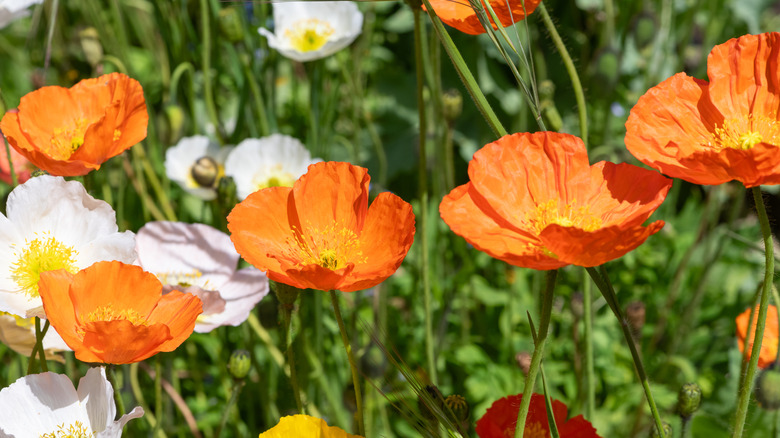 Orange, pink, and white Iceland poppies in bloom.