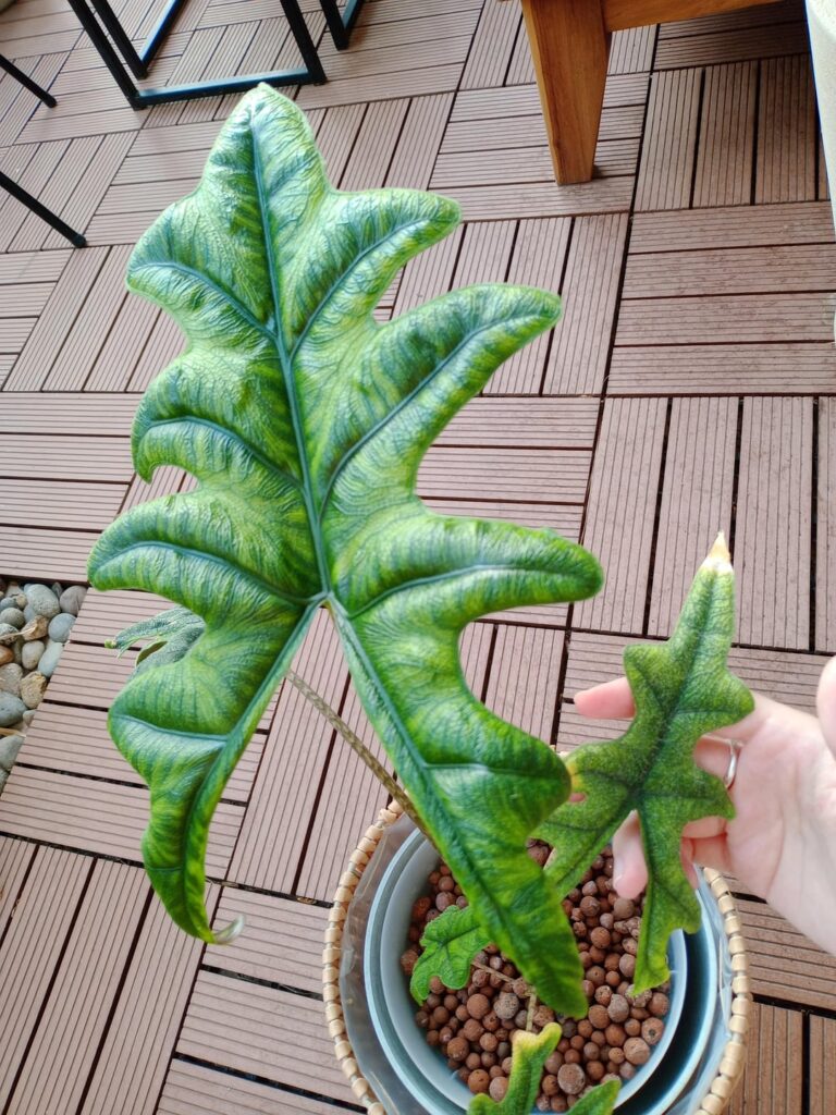 Newest leaf vs biggest leaf that the plant had when I got it