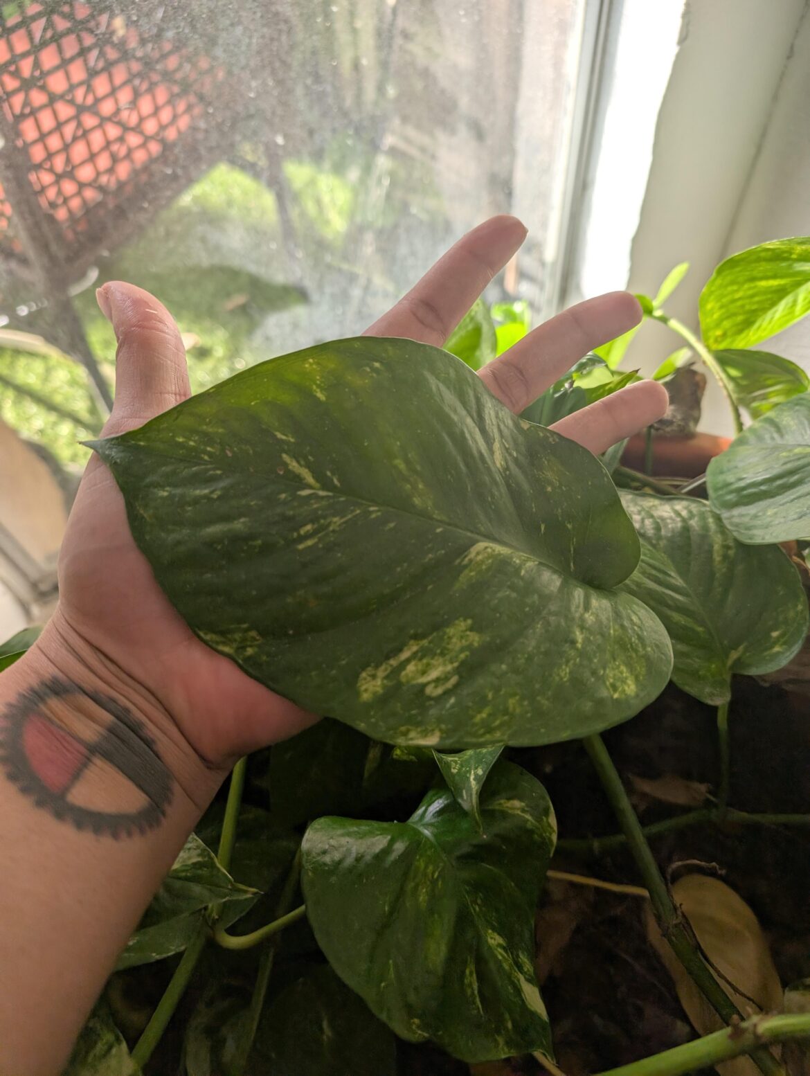 Pothos leaves