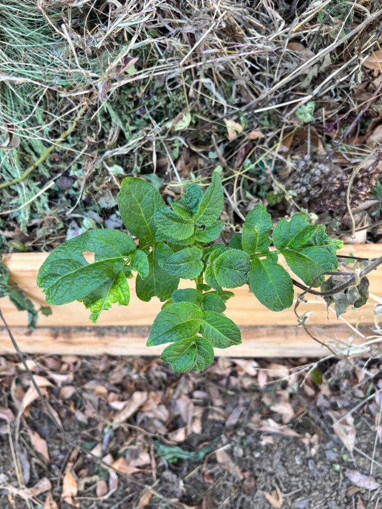 Is this a nightshade growing out of my compost? SoCal Zone 9b