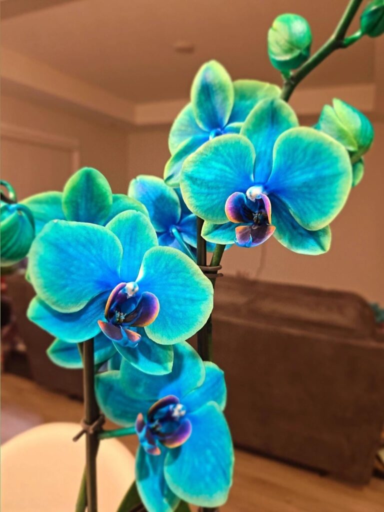 My First Orchid!