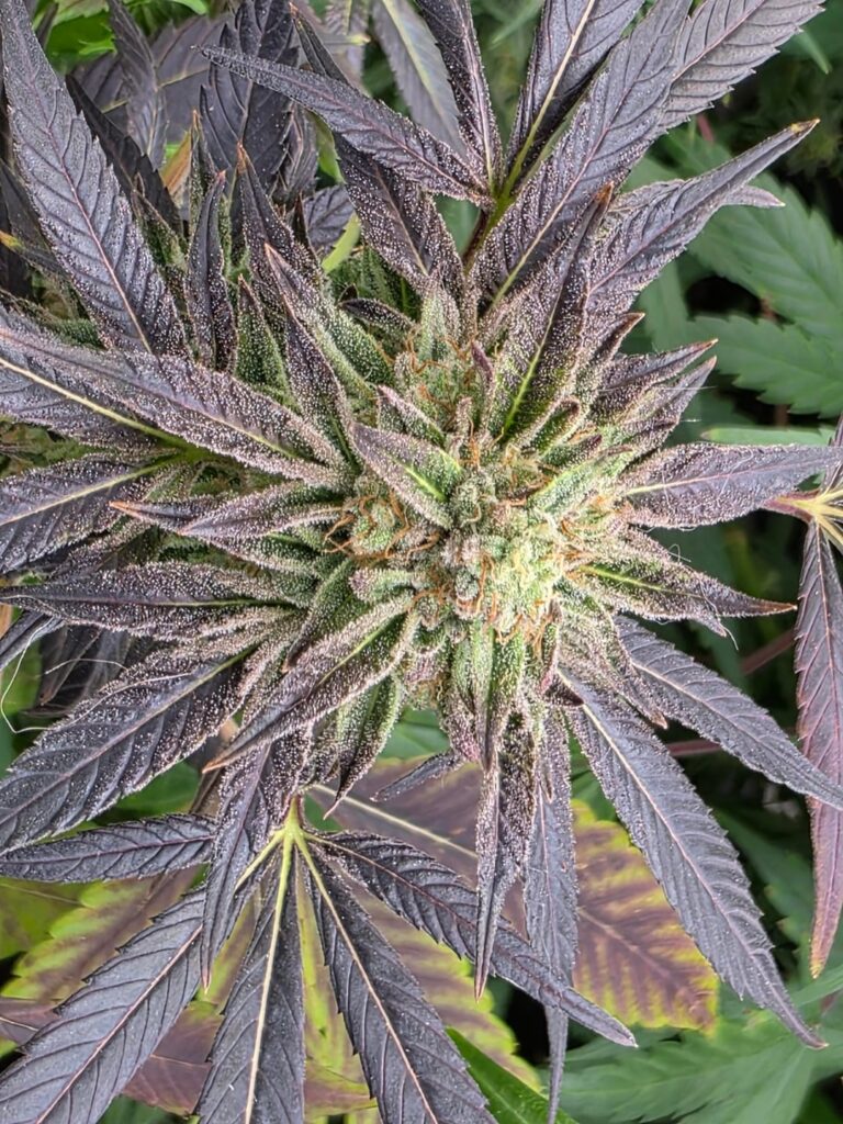 2 random bag seeds I had laying around are coming in nice.