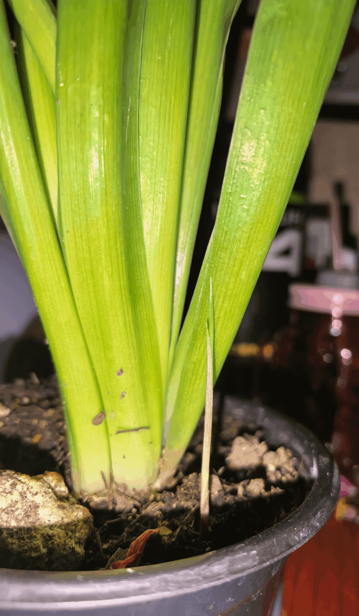Help! Could you give me some general care tips and tell me if it's a baby hyacinth? I have this little plant that sprouted right next to a hyacinth, but I want to check if it's a baby hyacinth.